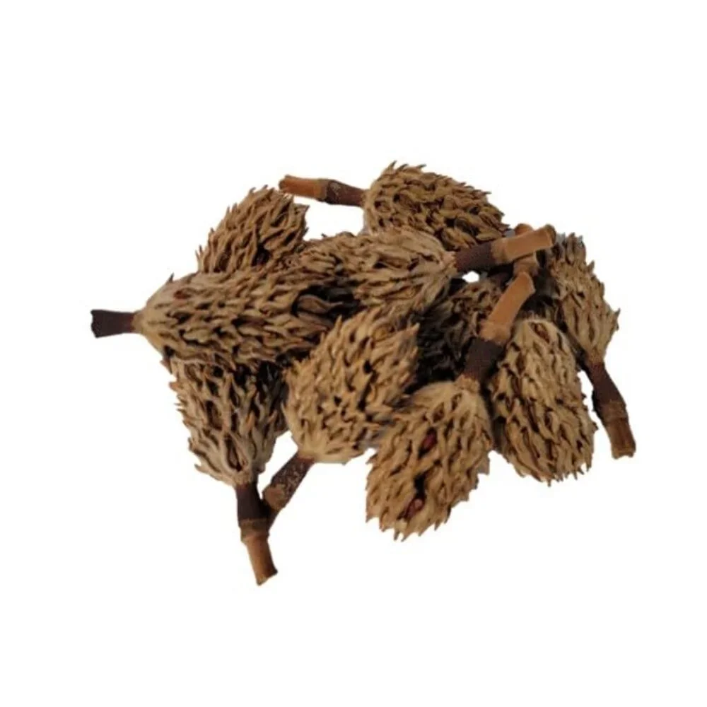 Magnolia Seed Pods, 12 Pack for Bioactive Enclosures, Terrariums,